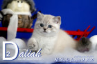 Daliah ist 10 Wochen alt ( 11.01.2020 )