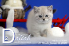 Daliah ist 10 Wochen alt ( 11.01.2020 )