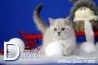 Daliah ist 10 Wochen alt ( 11.01.2020 )