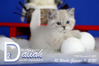Daliah ist 10 Wochen alt ( 11.01.2020 )