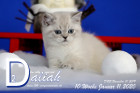 Daliah ist 10 Wochen alt ( 11.01.2020 )