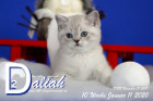 Daliah ist 10 Wochen alt ( 11.01.2020 )