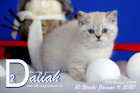 Daliah ist 10 Wochen alt ( 11.01.2020 )