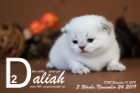 Daliah ist 3 Wochen alt ( 24.11.2019 )