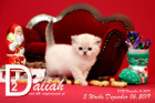 Daliah ist 5 Wochen alt ( 06.12.2019 )