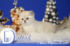Daliah ist 7 Wochen alt ( 21.12.2019 )