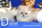 Daliah ist 7 Wochen alt ( 21.12.2019 )
