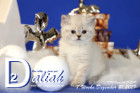 Daliah ist 7 Wochen alt ( 21.12.2019 )
