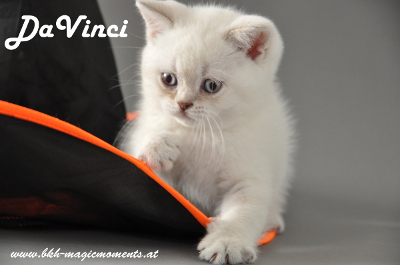 DaVinci ist 7 Wochen alt geworden ( 06.10.2012 )