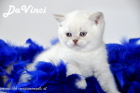 DaVinci ist 5 Wochen alt geworden ( 23.09.2012 )