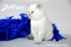 DaVinci ist 5 Wochen alt geworden ( 23.09.2012 )