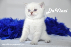 DaVinci ist 5 Wochen alt geworden ( 23.09.2012 )