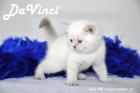 DaVinci ist 5 Wochen alt geworden ( 23.09.2012 )