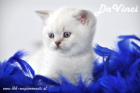DaVinci ist 5 Wochen alt geworden ( 23.09.2012 )