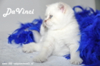 DaVinci ist 5 Wochen alt geworden ( 23.09.2012 )