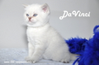 DaVinci ist 5 Wochen alt geworden ( 23.09.2012 )