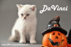 DaVinci ist 7 Wochen alt geworden ( 06.10.2012 )