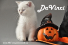 DaVinci ist 7 Wochen alt geworden ( 06.10.2012 )