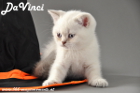 DaVinci ist 7 Wochen alt geworden ( 06.10.2012 )