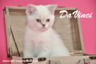 DaVinci ist 12 Wochen alt geworden ( 01.11.2015 )