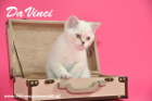 DaVinci ist 12 Wochen alt geworden ( 01.11.2015 )