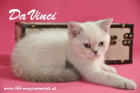 DaVinci ist 12 Wochen alt geworden ( 01.11.2015 )