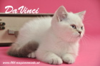 DaVinci ist 12 Wochen alt geworden ( 01.11.2015 )