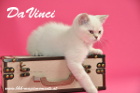 DaVinci ist 12 Wochen alt geworden ( 01.11.2015 )