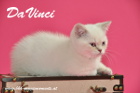 DaVinci ist 12 Wochen alt geworden ( 01.11.2015 )