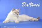 DaVinci ist 11 Monate alt (Juli 2013)