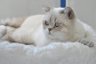 DaVinci ist 3 Jahre alt ( 29.08.2015 )