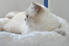 DaVinci ist 3 Jahre alt ( 29.08.2015 )
