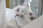DaVinci ist 3 Jahre alt ( 29.08.2015 )