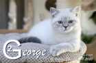 George ist 12 Wochen alt ( 08.11.2020 )