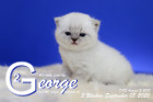 George ist 3 Wochen alt ( 05.09.2020 )