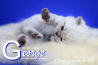 George ist 3 Wochen alt ( 05.09.2020 )