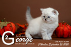 George ist 5 Wochen alt ( 20.09.2020 )