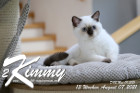 Kimmy ist 13 Wochen alt ( 07.08.2021 )
