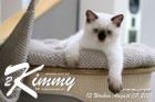 Kimmy ist 13 Wochen alt ( 07.08.2021 )