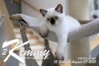 Kimmy ist 13 Wochen alt ( 07.08.2021 )