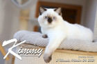 Kimmy ist 5 Monate alt ( 24.10.2021 )