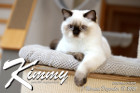 Kimmy ist 7 Monate alt ( 18.12.2021 )