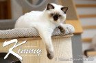 Kimmy ist 7 Monate alt ( 18.12.2021 )