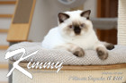 Kimmy ist 7 Monate alt ( 18.12.2021 )