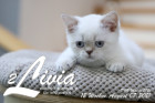 Livia ist 12 Wochen alt ( 07.08.2021 )