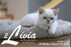 Livia ist 12 Wochen alt ( 07.08.2021 )
