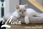 Livia ist 12 Wochen alt ( 07.08.2021 )