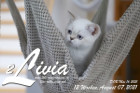 Livia ist 12 Wochen alt ( 07.08.2021 )