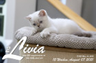 Livia ist 12 Wochen alt ( 07.08.2021 )