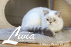 Livia ist 5 Monate alt ( 24.10.2021 )